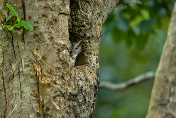 India’s birds include peacocks, eagles, kingfishers, flamingos, and cranes, thriving in forests, wetlands, deserts, grasslands, and the Himalayas.
