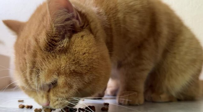 Ginger cat eating on the table.