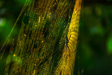 India hosts 1,800+ spider species, including the Giant Wood Spider and Peacock Tarantula. They...