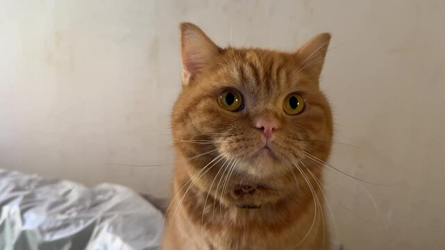 Portrait of a cat looking at the camera. Repairs in the background.
