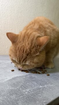 Cute ginger cat eating from the table surface.