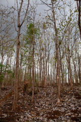 Teak tree plant