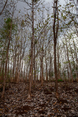 Teak tree plant