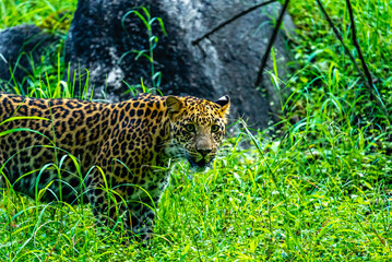 An Indian leopard crouches low in tall grass, its golden coat and dark rosettes blending seamlessly with the dappled light, hidden and watchful in the woods.