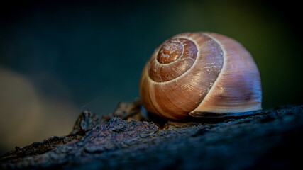 Schnecke 