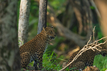 An Indian leopard crouches low in tall grass, its golden coat and dark rosettes blending seamlessly with the dappled light, hidden and watchful in the woods.