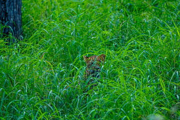 An Indian leopard crouches low in tall grass, its golden coat and dark rosettes blending seamlessly with the dappled light, hidden and watchful in the woods.