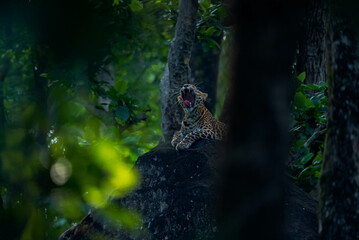 An Indian leopard crouches low in tall grass, its golden coat and dark rosettes blending seamlessly with the dappled light, hidden and watchful in the woods.
