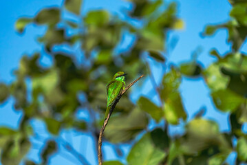India’s birds include peacocks, eagles, kingfishers, flamingos, and cranes, thriving in forests, wetlands, deserts, grasslands, and the Himalayas.