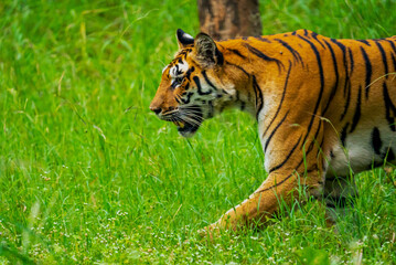 India hosts most of the world's tigers, vital for ecosystem health. Their iconic stripes and role as apex predators make them central to conservation efforts.