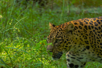 An Indian leopard crouches low in tall grass, its golden coat and dark rosettes blending seamlessly with the dappled light, hidden and watchful in the woods.