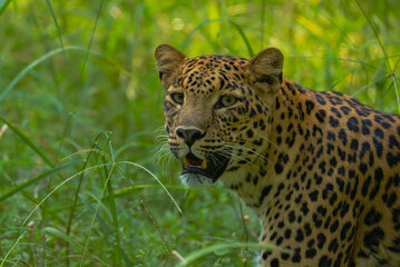 An Indian leopard crouches low in tall grass, its golden coat and dark rosettes blending seamlessly...