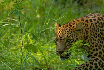 An Indian leopard crouches low in tall grass, its golden coat and dark rosettes blending seamlessly with the dappled light, hidden and watchful in the woods.
