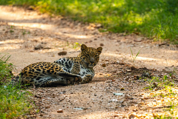 An Indian leopard crouches low in tall grass, its golden coat and dark rosettes blending seamlessly with the dappled light, hidden and watchful in the woods.
