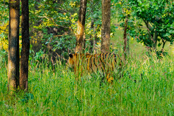 India hosts most of the world's tigers, vital for ecosystem health. Their iconic stripes and role as apex predators make them central to conservation efforts. © Venturing into wild