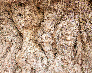 Tree bark wild olive, wooden background bark