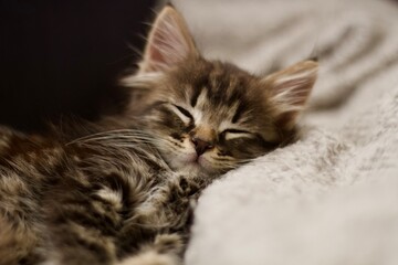 Close up of a kitten sleeping