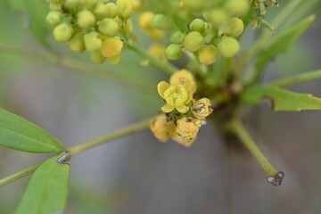 Berberis fortunei flowers. Berberidaceae evergreen shrub. Six-petaled yellow flowers bloom in autumn. Rhizomes are used for medicinal purposes.