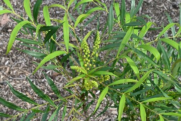 Berberis fortunei flowers. Berberidaceae evergreen shrub. Six-petaled yellow flowers bloom in autumn. Rhizomes are used for medicinal purposes.
