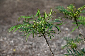 Berberis fortunei flowers. Berberidaceae evergreen shrub. Six-petaled yellow flowers bloom in autumn. Rhizomes are used for medicinal purposes.
