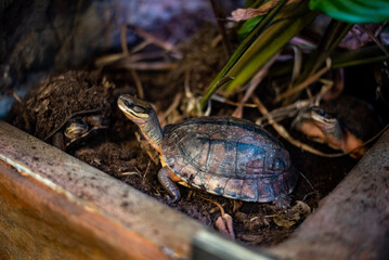 The golden coin turtle, distinguished by its vibrant shell and unique coloration, gracefully swims in the waters of Wrocław Zoo, enchanting visitors with its captivating beauty.