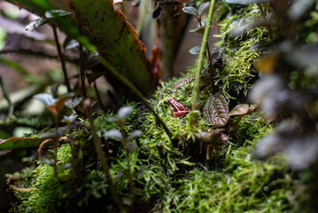 The Phantasmal poison-arrow frog (Epipedobates tricolor) showcases its vibrant colors and intricate patterns at Wrocław Zoo, captivating visitors with its unique beauty and fascinating behavior.