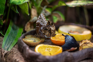 The owl butterfly, known for its striking eye spots and large wingspan, rests elegantly in the butterfly exhibit at Wrocław Zoo, enchanting visitors with its remarkable patterns and beauty.