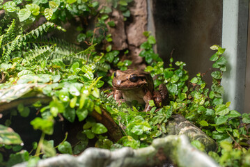The giant ditch frog, known for its impressive size and distinctive features, resides in the wetlands of Wrocław Zoo, captivating visitors with its unique appearance and intriguing behavior.