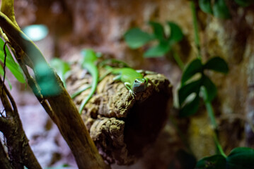 Lamprolepis smaragdina, commonly known as the emerald skink, displays its vibrant green color and sleek body at Wrocław Zoo, enchanting visitors with its striking appearance and agile movements.