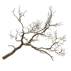 Obraz premium A close-up of a bare tree branch with a few remaining leaves.