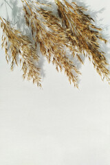 Close-Up of Dried Pampas Grass Cluster with Shadows on White Background