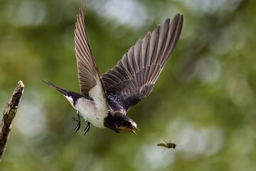 Una rondine in volo con il becco aperto si prepara a catturare un sirfide.