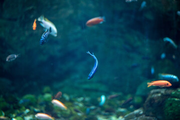 Coral reef fishes, known for their vibrant colors and diverse species, thrive in the dynamic environment at Wrocław Zoo