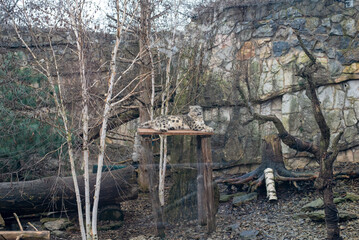 The snow leopard, renowned for its stunning spotted coat and elusive nature, prowls gracefully in its habitat at Wrocław Zoo