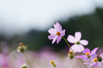 コスモス畑を楽しむ女性