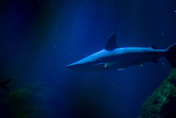 The Galapagos shark, recognized for its robust body and distinctive dorsal fin, glides through the...