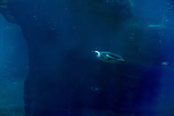 The chinstrap penguin, distinguished by its unique black band under its head, waddles playfully around its habitat at Wrocław Zoo