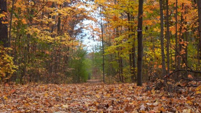 Leaves are falling from trees in the forest in Bronte Creek Provincial Park, Oakville, Ontario, Canada,