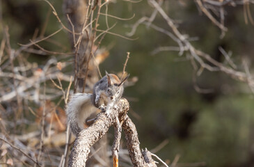 Abert's Squirrel in an Ariozna Forest