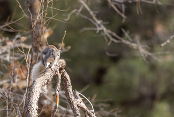 Fototapeta premium Abert's Squirrel in an Ariozna Forest