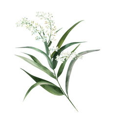 Watercolor painting of sugarcane blossom, isolated on a white background, and sugarcane blossom vector