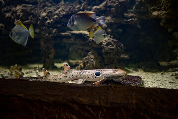 The epaulette shark, a unique species known for its ability to "walk" on the ocean floor, glides through the waters of Wrocław Zoo, showcasing its fascinating adaptations.