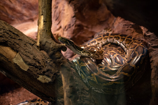 The Indian python, a large and striking snake known for its beautiful patterns, rests gracefully in its habitat at Wrocław Zoo, captivating visitors with its majestic presence.