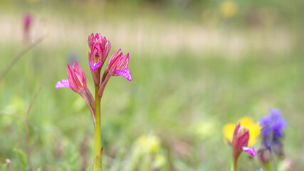 Butterfly orchid - Anacamptis papilionacea