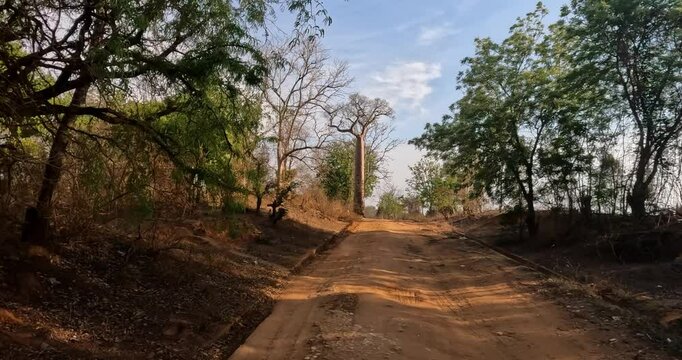 Scenic car drives through the sunset in Madagascar, passing baobab trees on the way from Kirindy to Kivalo