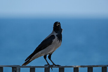 Crow on a fence with the sea in the background, single bird on fence, Antalya, Türkiye
