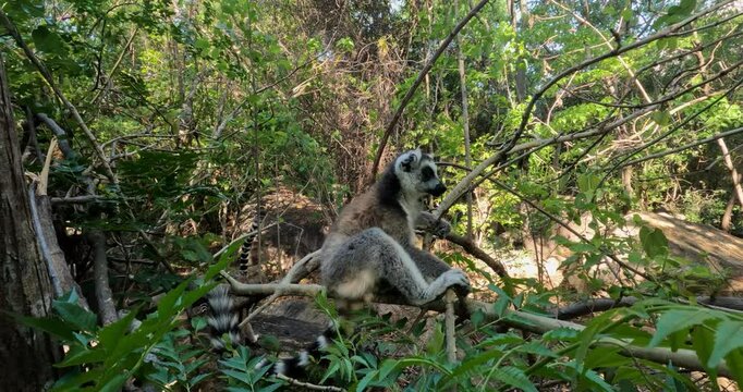 Ring-tailed lemur (Lemur catta), Mother with playful baby. Endangered endemic animal in Anja Comunity Reserve, Madagascar wildlife animal.