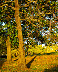 London - 10 15 2022: Long shadows at sunset in Roundwood Park