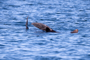 Fototapeta premium Sea Turtles Mating in the Ocean Baja Mexico