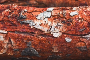 The surface of the trunk is bright orange.